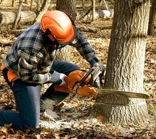 Tree Removal in Tullos, LA